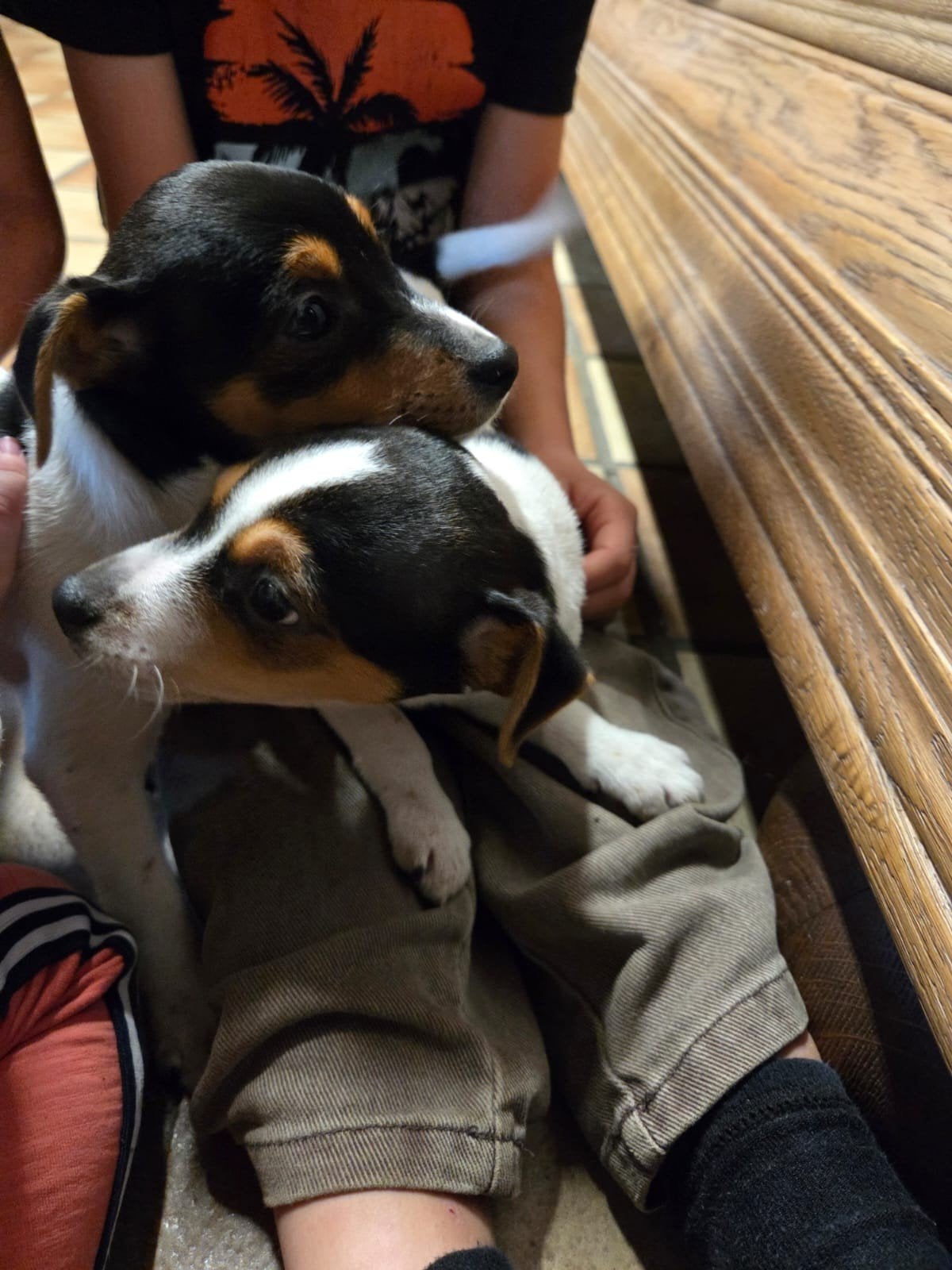 nest boerenfox pups puppies driekleurig, Dieren en Toebehoren, 8 tot 15 weken, Meerdere, Meerdere dieren, CDV (hondenziekte)