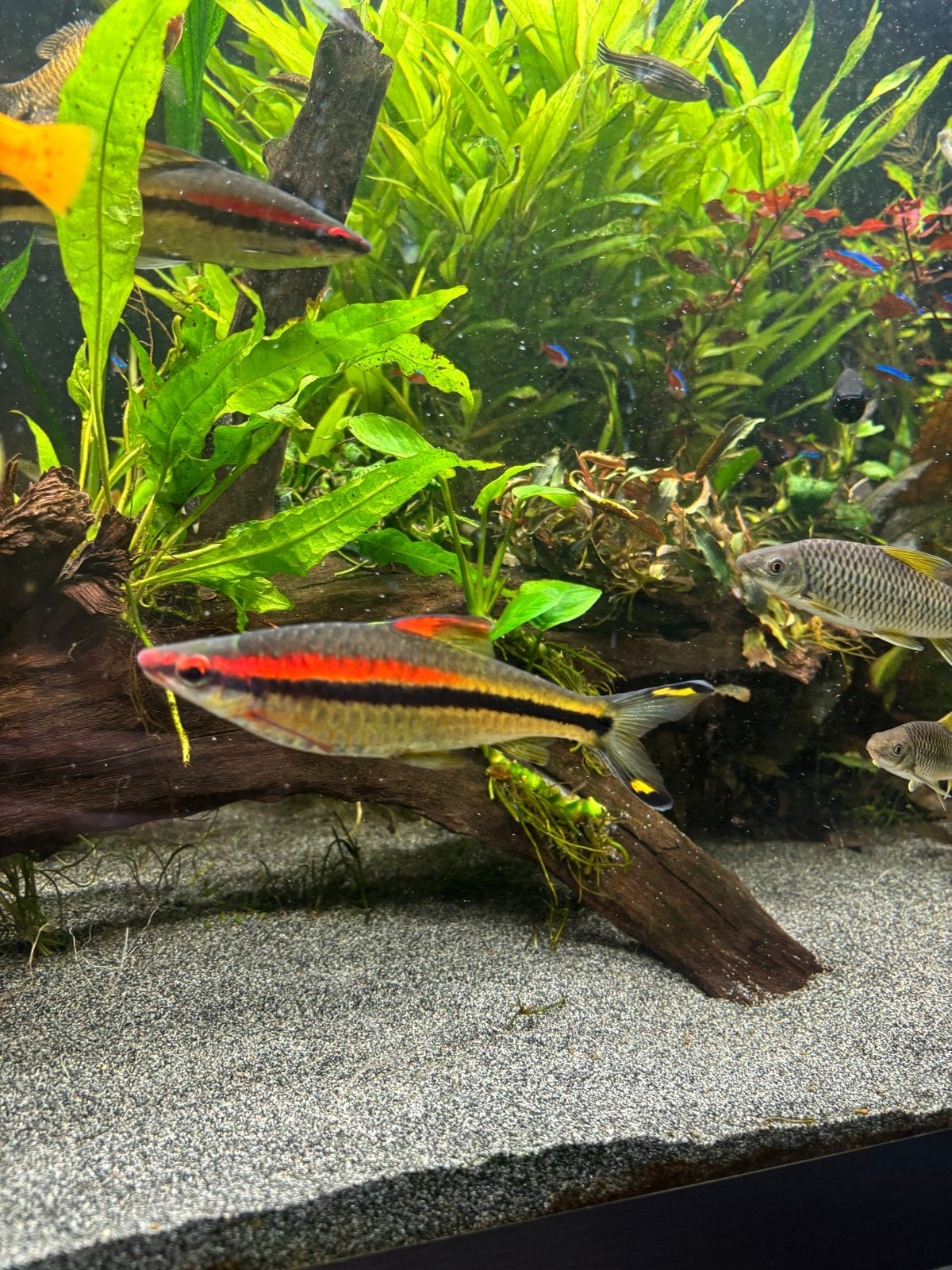 Vissen torpedo barbelen, Dieren en Toebehoren, Vissen | Aquariumvissen, Vis, Zoetwatervis, Schoolvis
