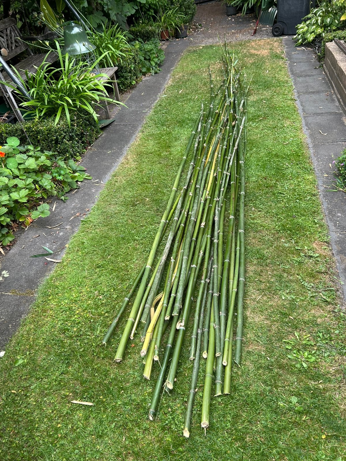 Bamboe stokken gratis, Tuin en Terras, Ophalen, Bloeit niet, Overige soorten, Halfschaduw