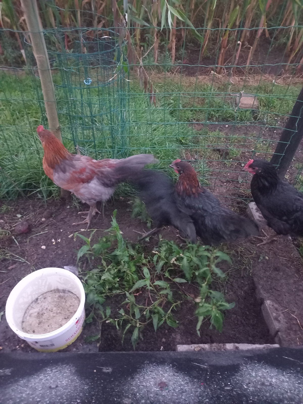 groenleggers hanen., Dieren en Toebehoren, Pluimvee, Mannelijk, Kip