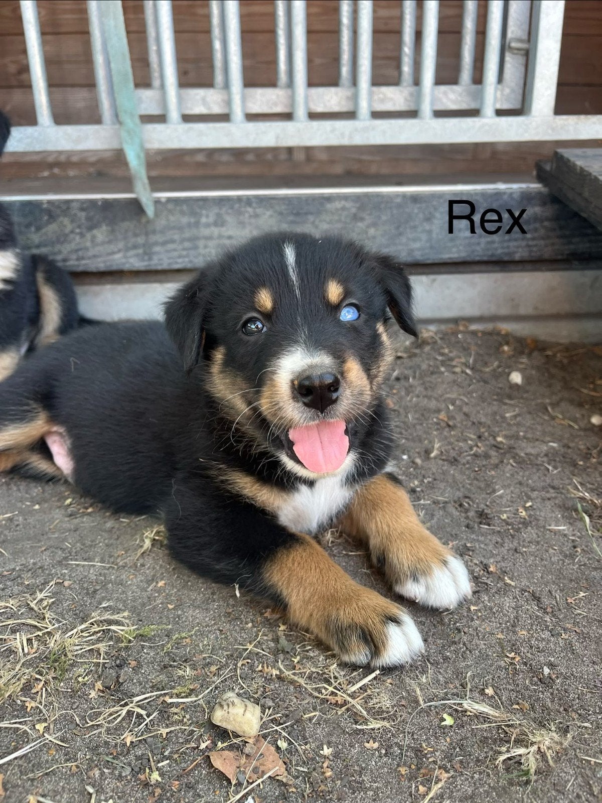 Berner sennen pup, Parvo, 8 tot 15 weken, Groot, Meerdere