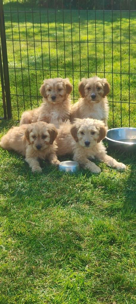 Golden Cocker Doodle pups (volledig verzorgd), Dieren en Toebehoren, Honden | Niet-rashonden, Parvo, Nederland, 8 tot 15 weken