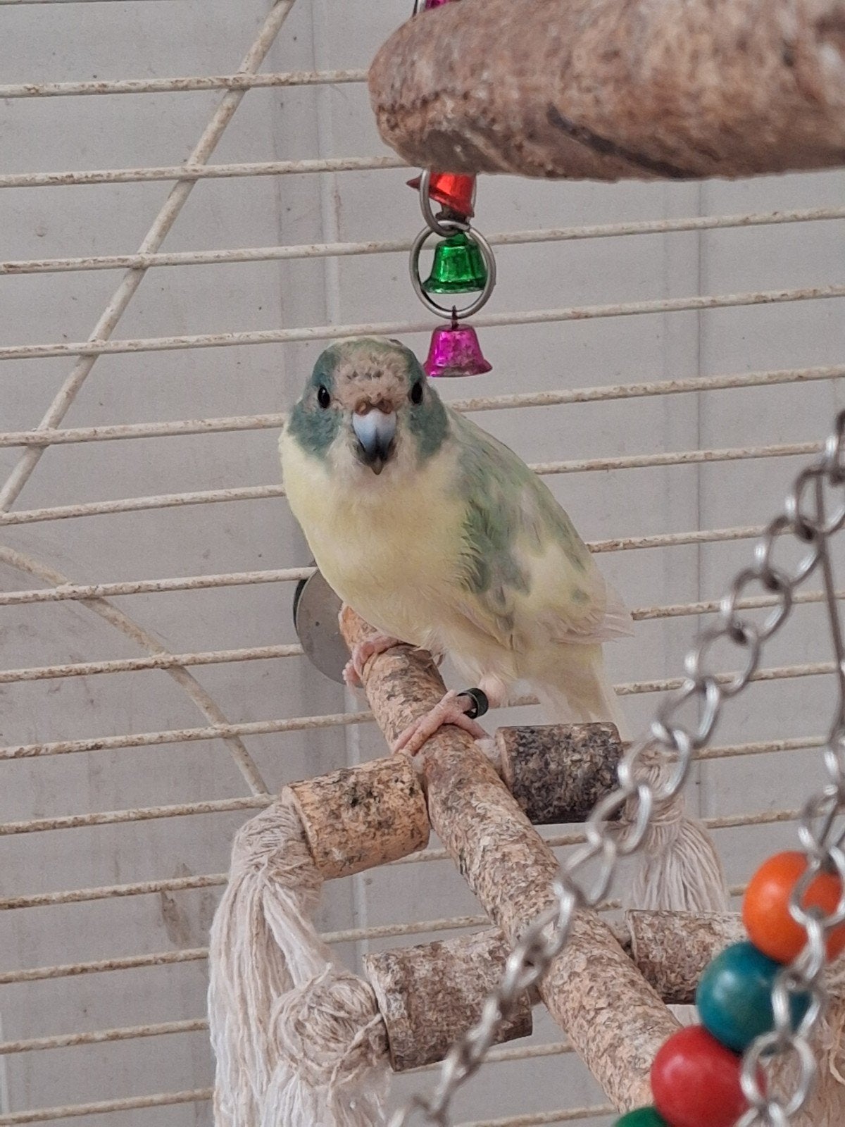 2 kakariki popjes, bont en blauw. Geringd., Dieren en Toebehoren, Vogels | Parkieten en Papegaaien, Vrouwelijk, Parkiet, Geringd