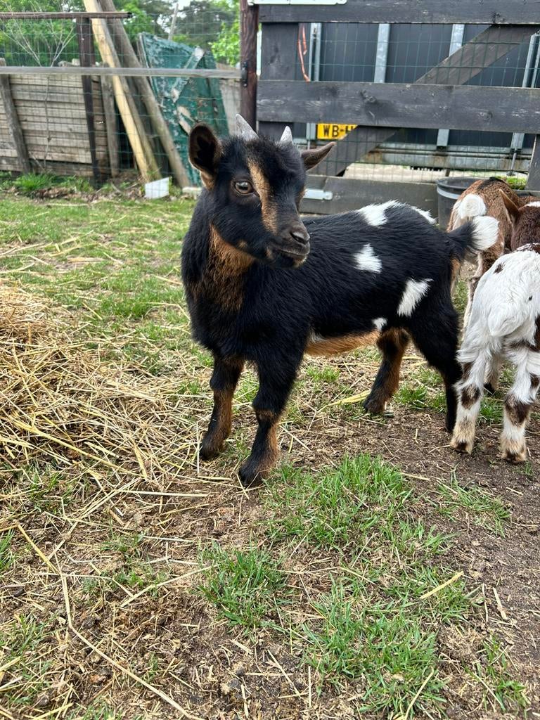 Dwerggeitten BOKKEN, Dieren en Toebehoren, Schapen, Geiten en Varkens, Geit, Mannelijk, 0 tot 2 jaar
