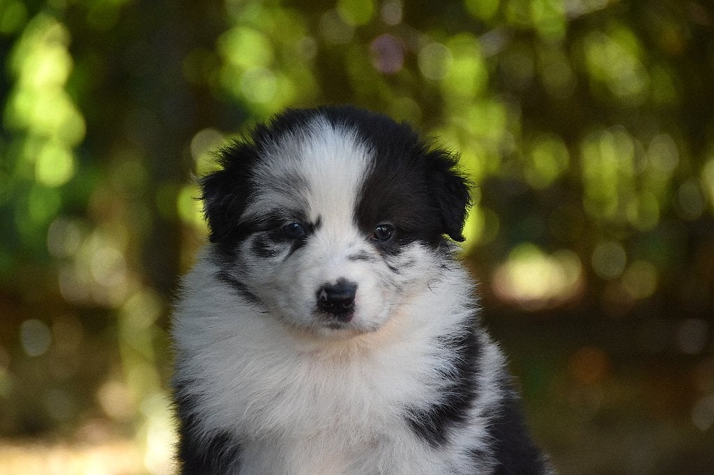 Australian Shepherds FCI stamboom, Dieren en Toebehoren, België, 8 tot 15 weken, Parvo, Meerdere