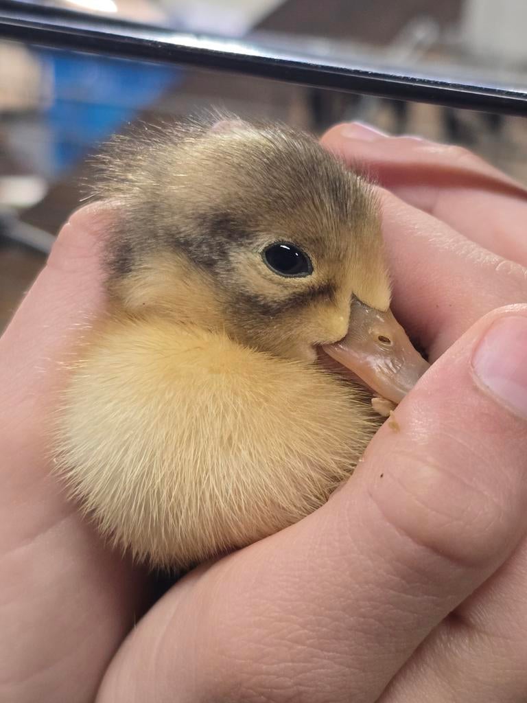 Verschillende kleuren loopeenden kuikens en cayuga, Meerdere dieren, Eend