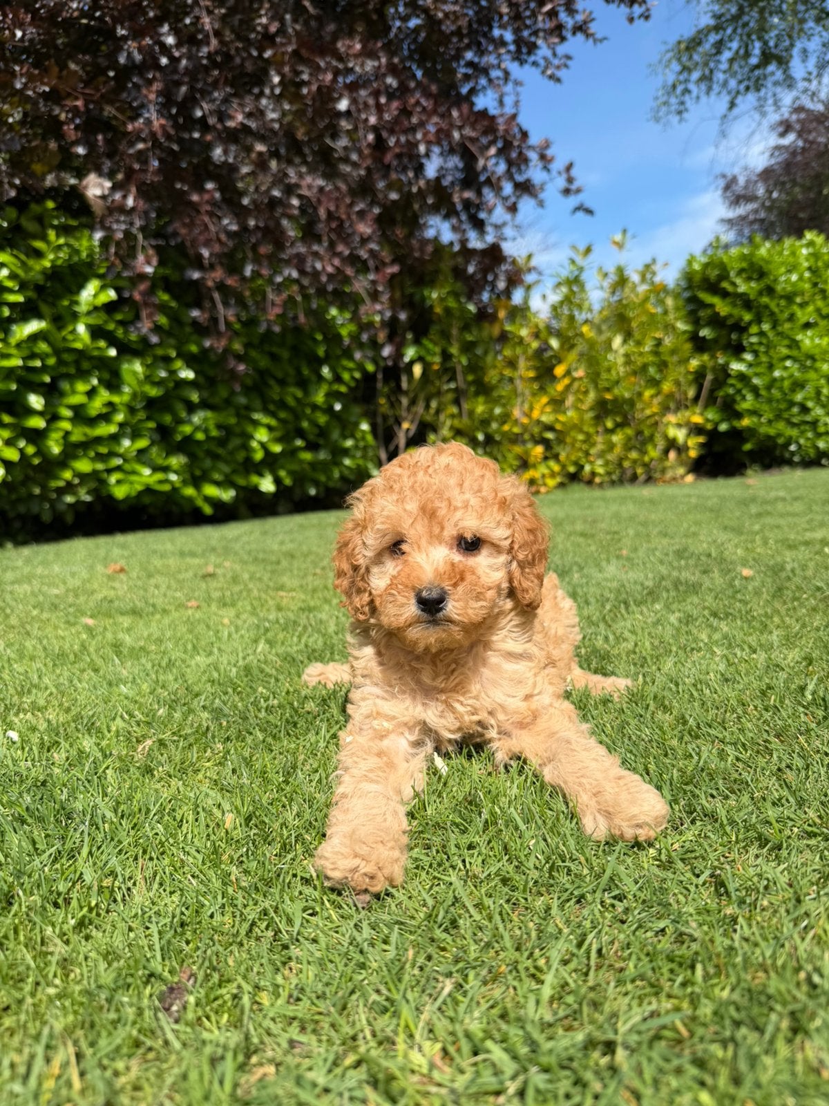 Mini Doodle (Labradoodle x Dwergpoedel) pups, Poedel, Parvo, Nederland, 8 tot 15 weken