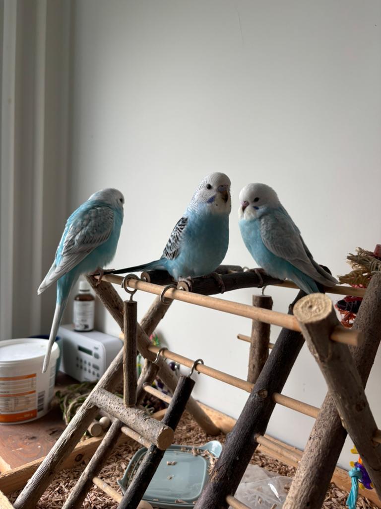 Jonge tamme grasparkieten, Dieren en Toebehoren, Meerdere dieren
