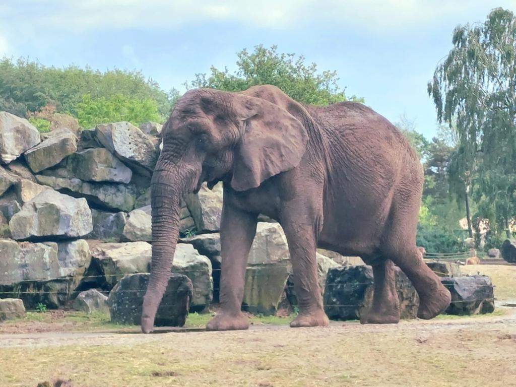 Kaartjes Safaripark Beekse Bergen 13x, Tickets en Kaartjes, Recreatie | Dierentuinen, Drie personen of meer, Ticket of Toegangskaart