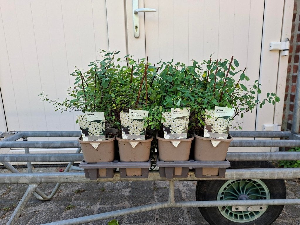 Mooie spirea 'Snowmound' (Spierstruik) in pot!, Ophalen, Overige soorten