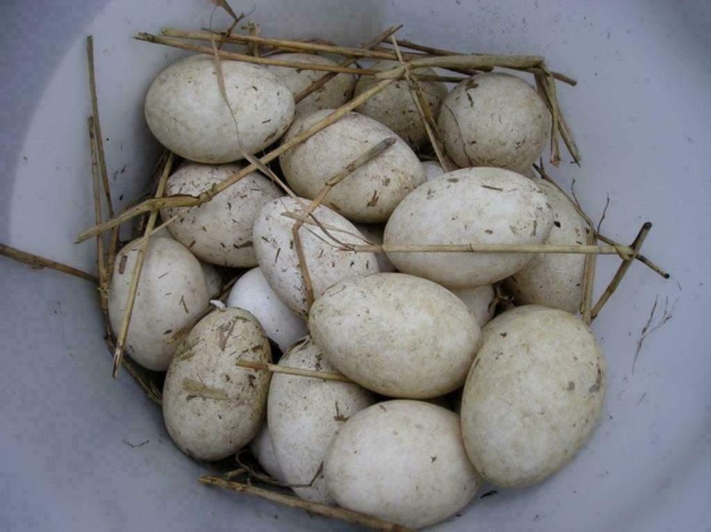 Ganzen eieren, Dieren en Toebehoren, Pluimvee, Geslacht onbekend, Gans of Zwaan