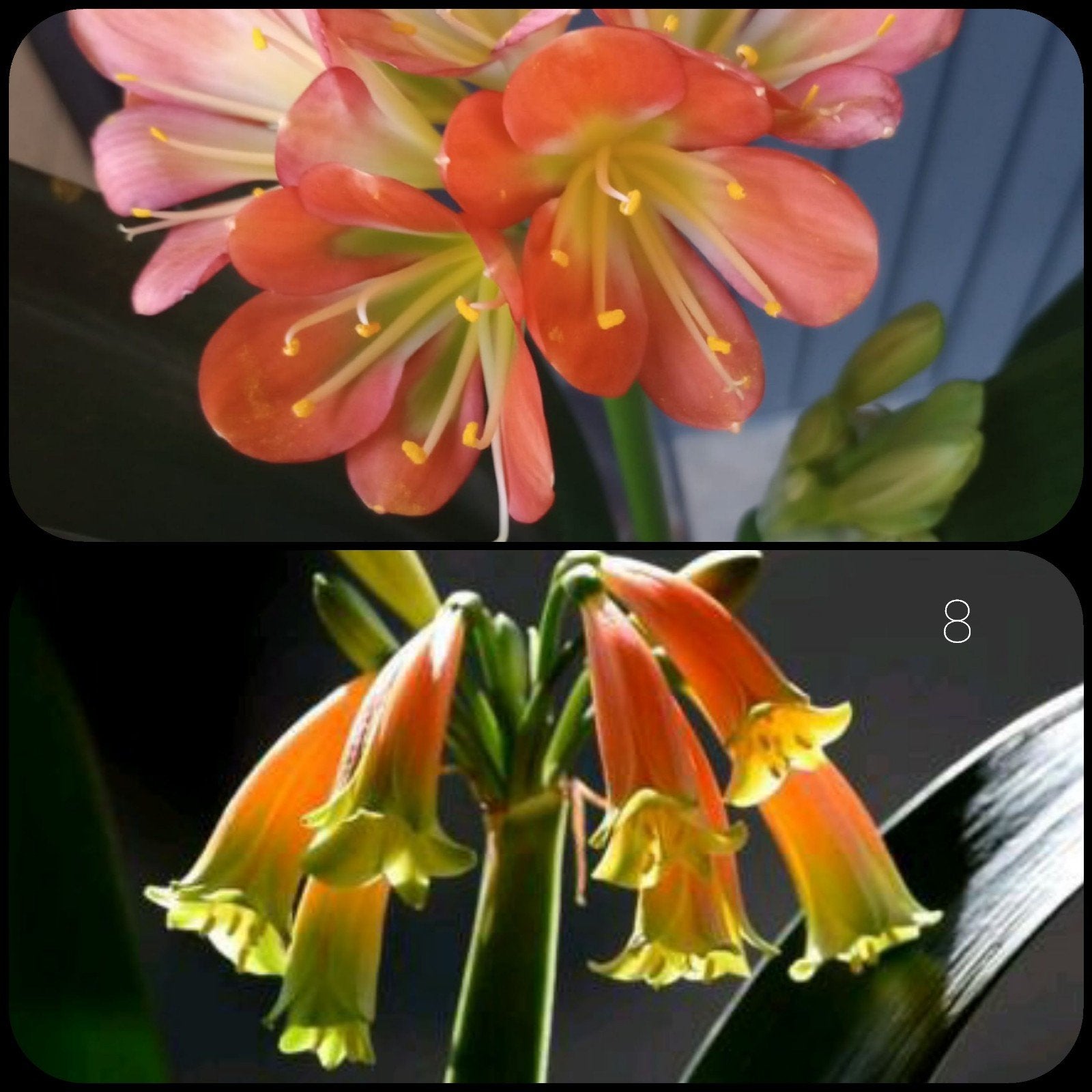 Clivia kruising plantje Amber gr throat x Gardinii orange, Bloeiende kamerplant, Ophalen of Verzenden, Volledige schaduw, Minder dan 100 cm