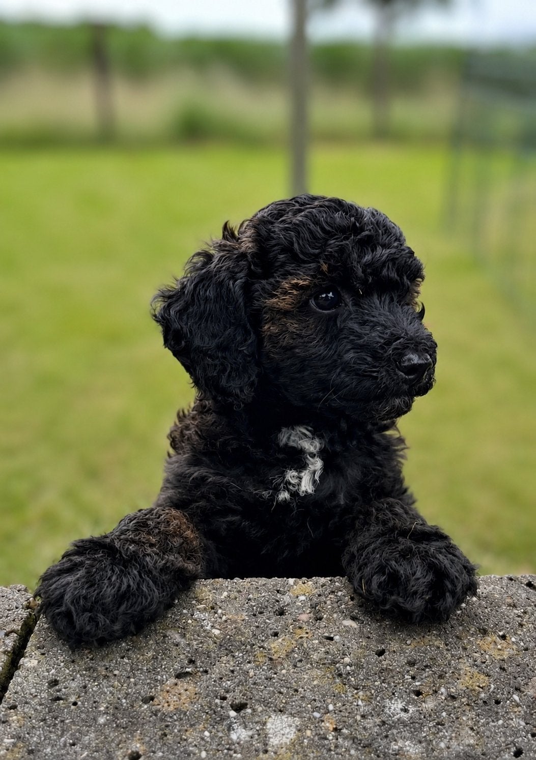 Prachtige, lieve  Doodle pup(Schnoodle). Nog 1 beschikbaar!, Parvo, Overige rassen, 8 tot 15 weken, Meerdere