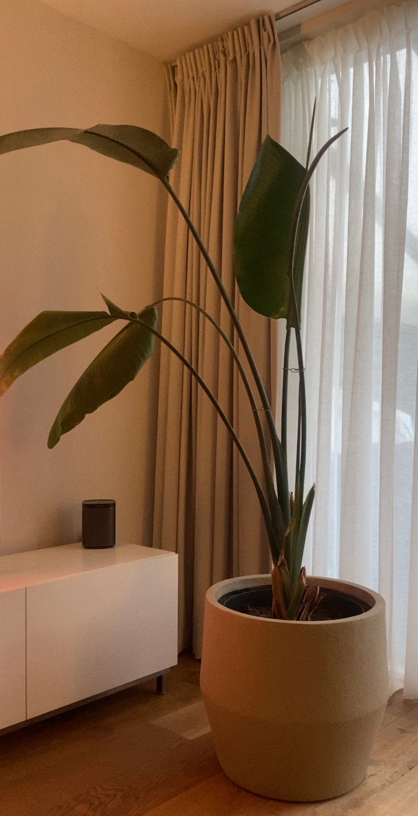 Grote Strelitzia Nicolai, Ophalen, Overige soorten, Halfschaduw, In pot
