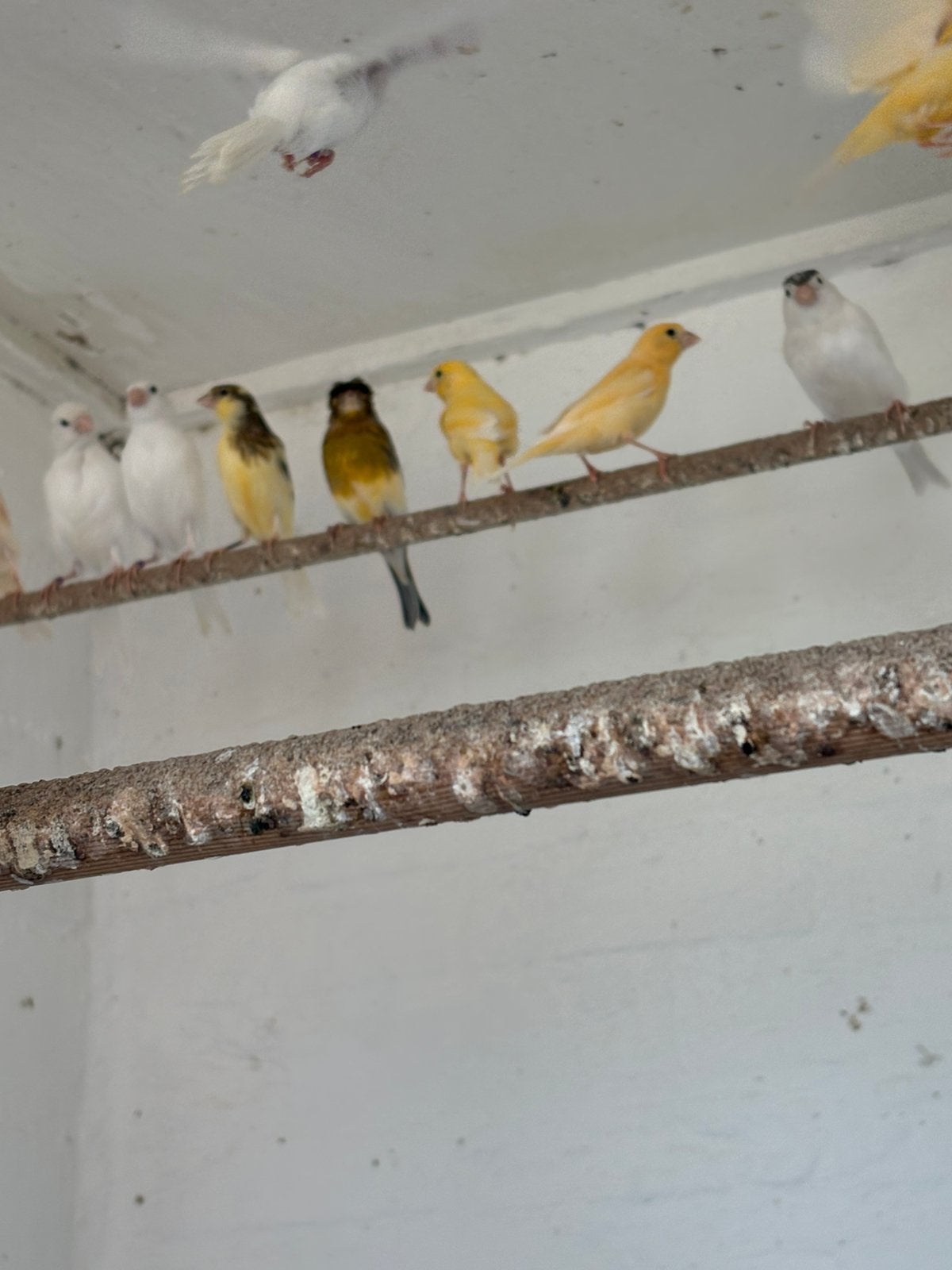 Kanaries in div kleuren, Meerdere dieren, Kleurkanarie
