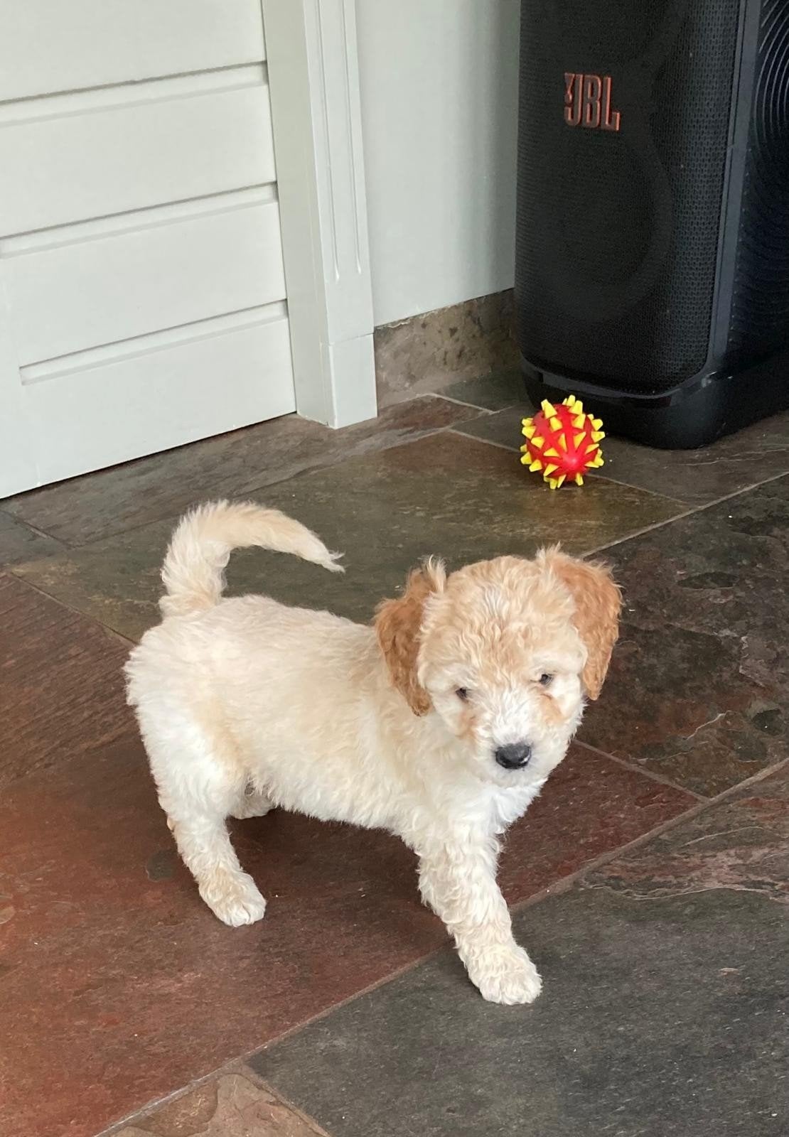 mini labradoodle, Parvo, Overige rassen, 8 tot 15 weken, Meerdere