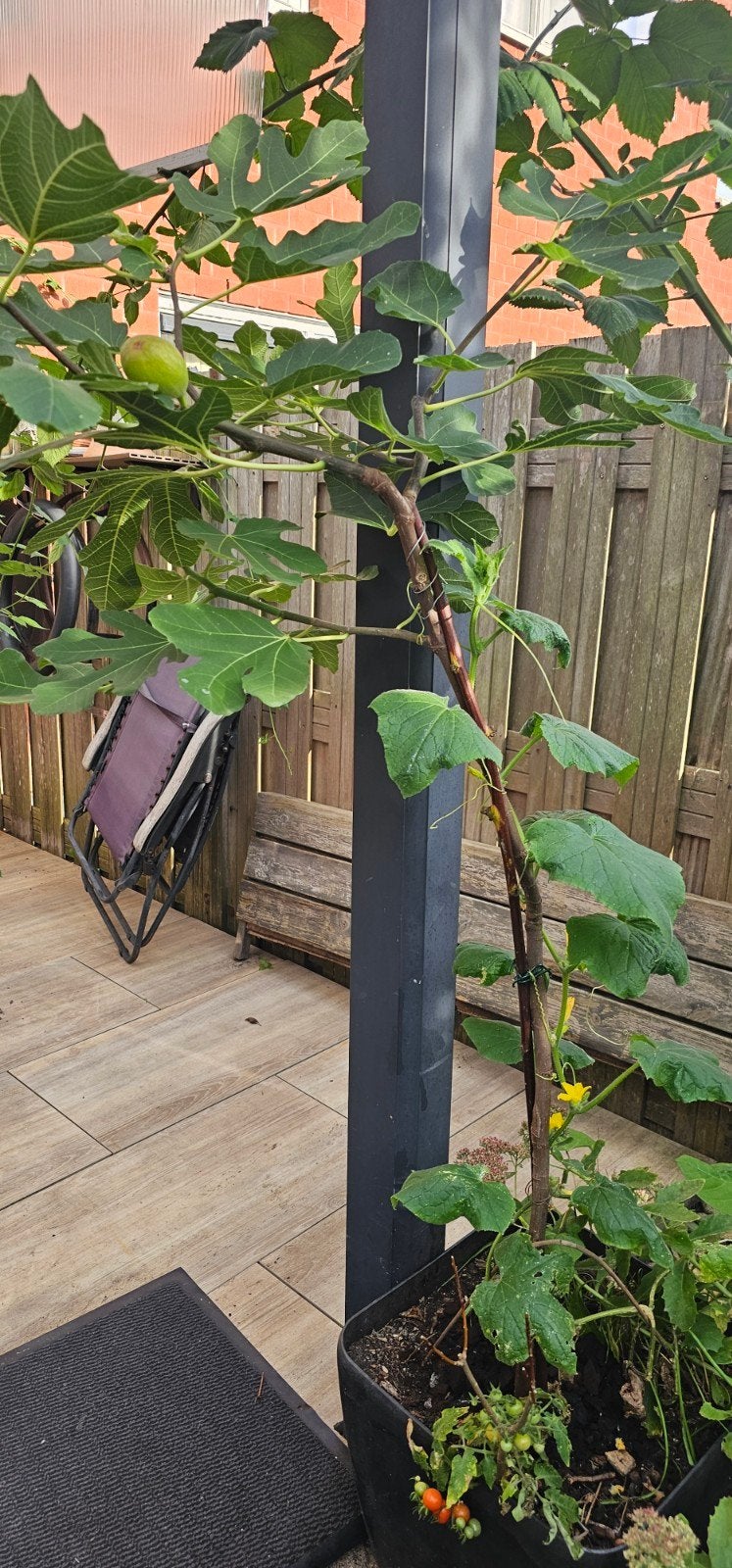 Peretta two timer vijgenboom 180cm, Bloeit niet, Overige soorten, 100 tot 250 cm, Ophalen