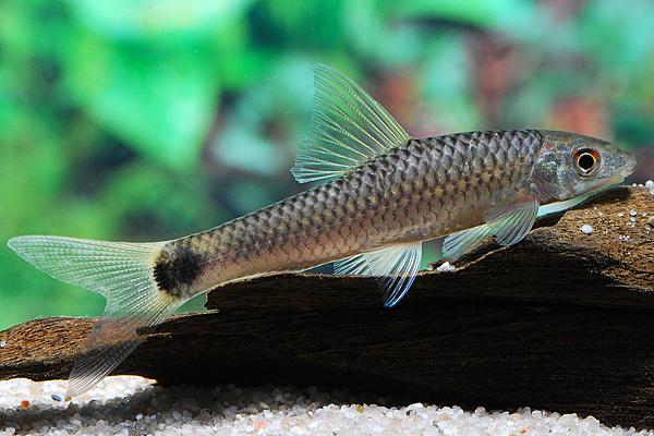 Siamese algeneter, Dieren en Toebehoren, Vissen | Aquariumvissen, Vis