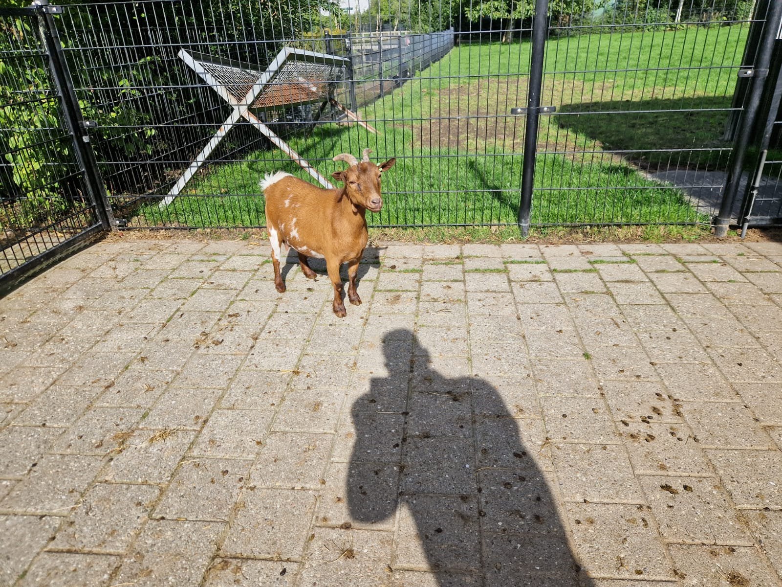 Mooie dwerggeit, Dieren en Toebehoren, Vrouwelijk, Geit, 3 tot 5 jaar