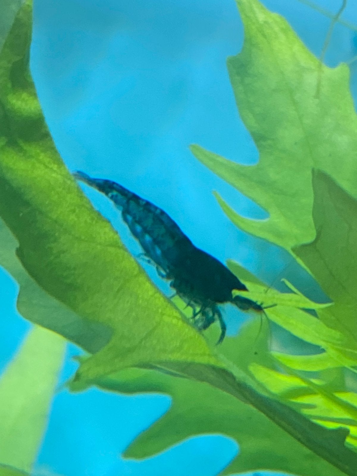 Blauwe aquariumgarnalen – uit hobbykweek, Dieren en Toebehoren, Kreeft, Krab of Garnaal