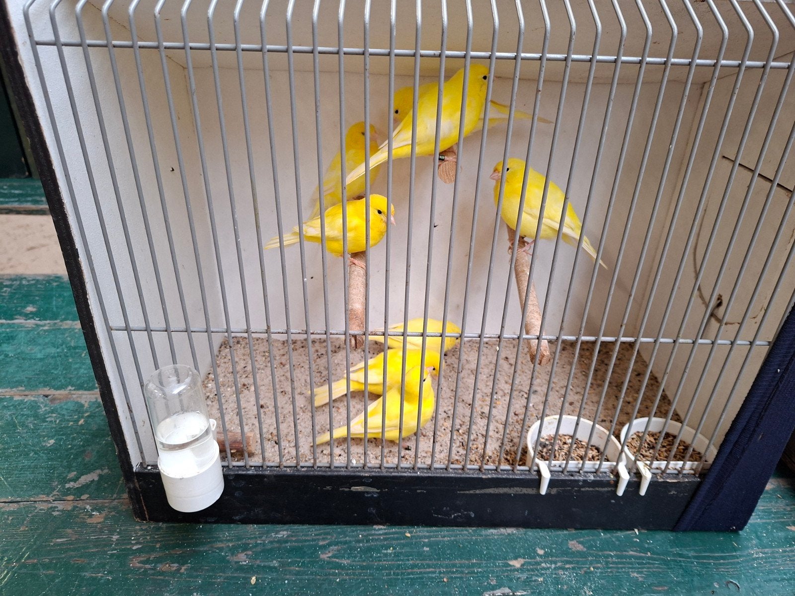 gele kanaries, Dieren en Toebehoren