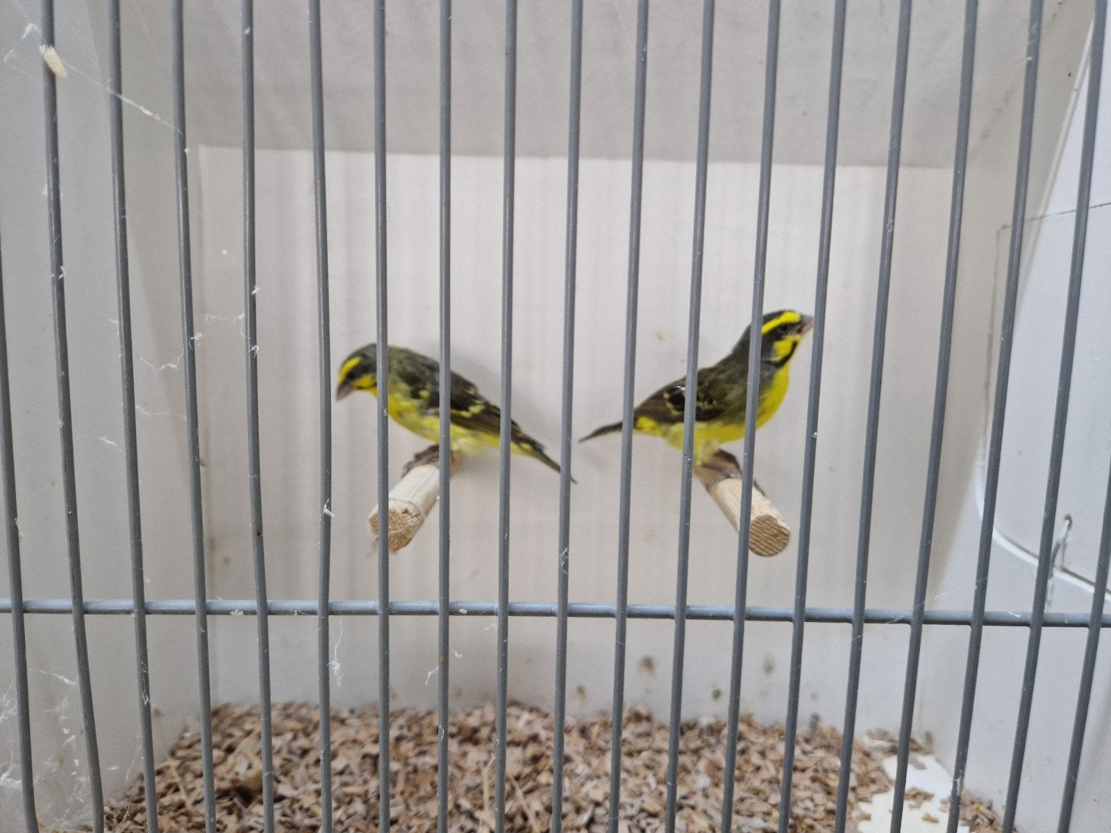 koppel mozambiquesijsjes, Dieren en Toebehoren, Vogels | Overige Vogels, Meerdere dieren, Tropenvogel, Geringd
