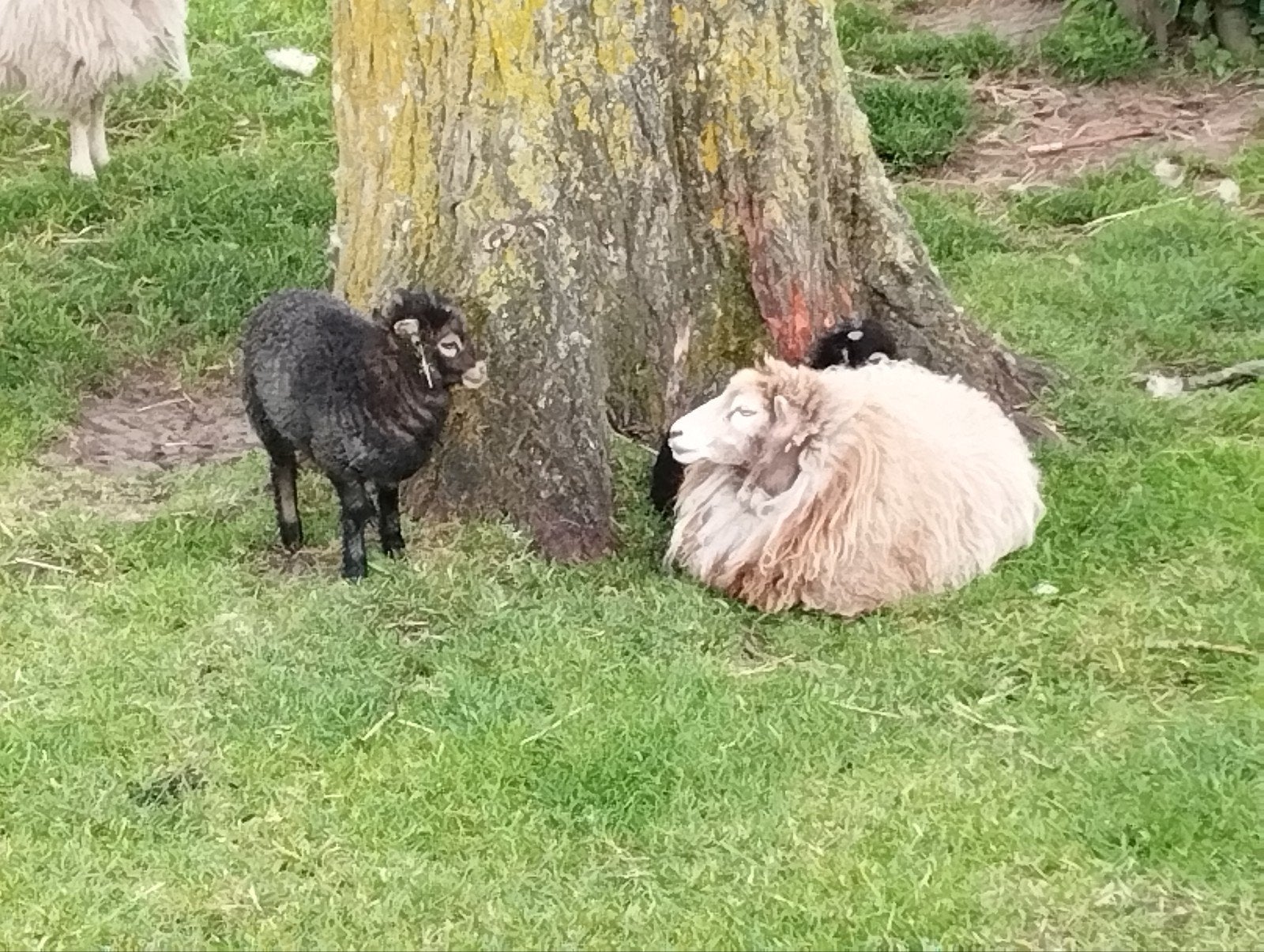 Quessant zwart rammetje van dit jaar, Dieren en Toebehoren, Mannelijk, Schaap