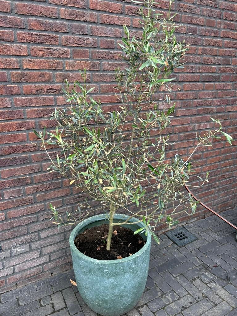 Olijfbomen met pot, Bloeit niet, Olijfboom, Minder dan 100 cm, Ophalen
