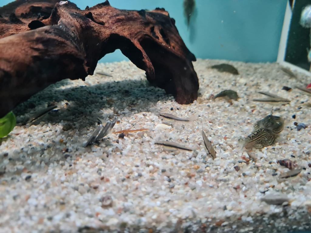 Siamese Algeneter, Crossocheilus oblongus, Vis, Zoetwatervis