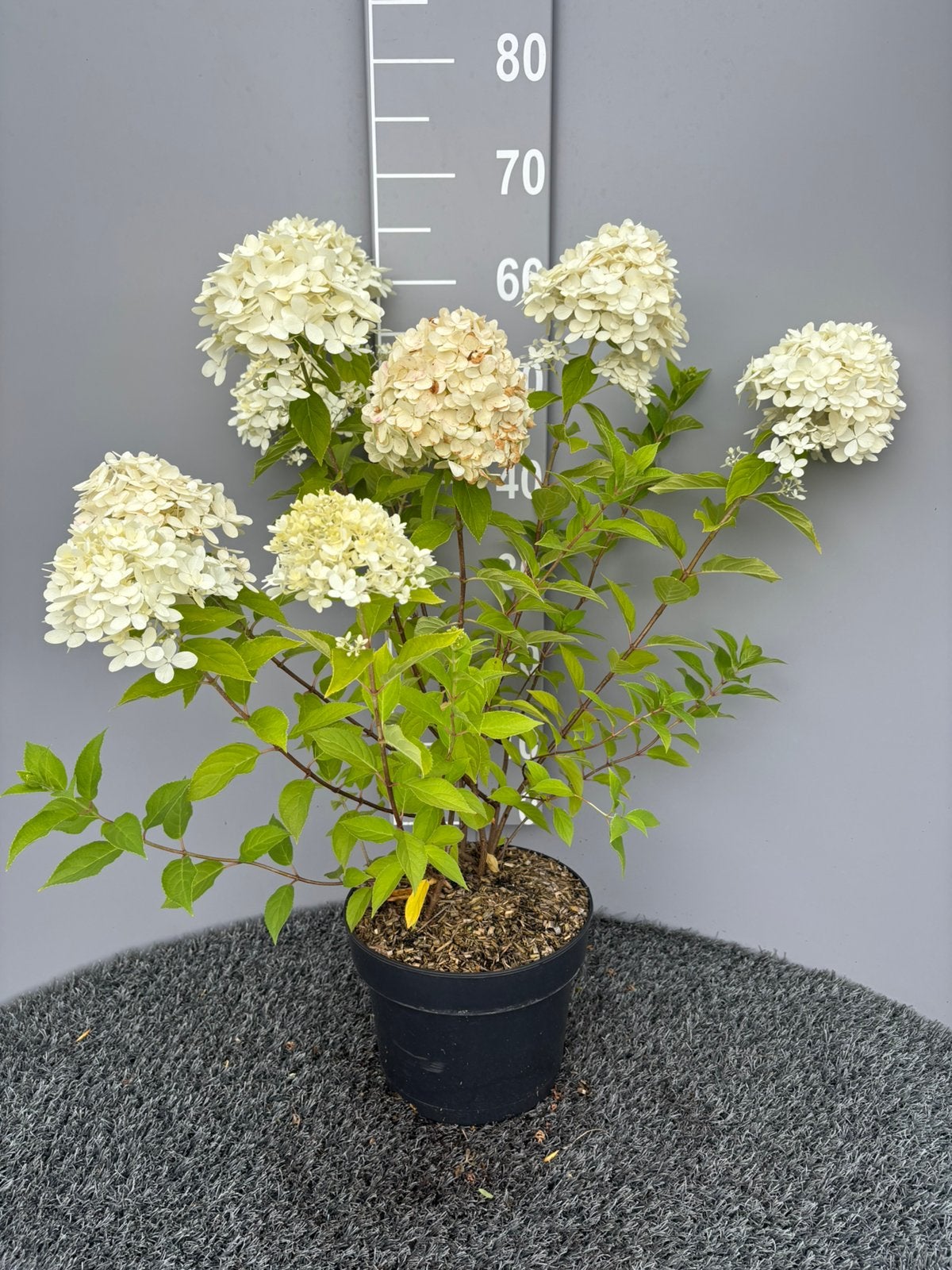 Hydrangea p.limelight, Ophalen, Hortensia, Struik, Minder dan 100 cm