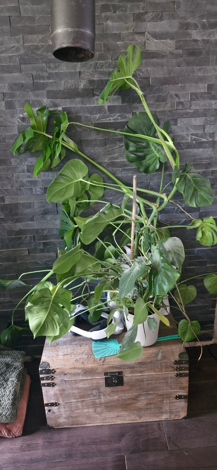 Grote Monstera plant zoekt nieuw huis, Huis en Inrichting, Kamerplanten, Ophalen, Overige soorten, Halfschaduw, In pot