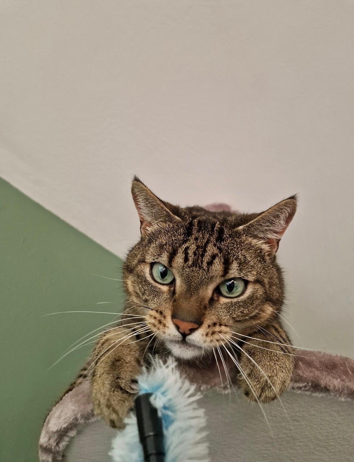 Goed adoptie huis gezocht voor onze lieve gecastreerde kater, Kater, Kortharig, 6 jaar of ouder