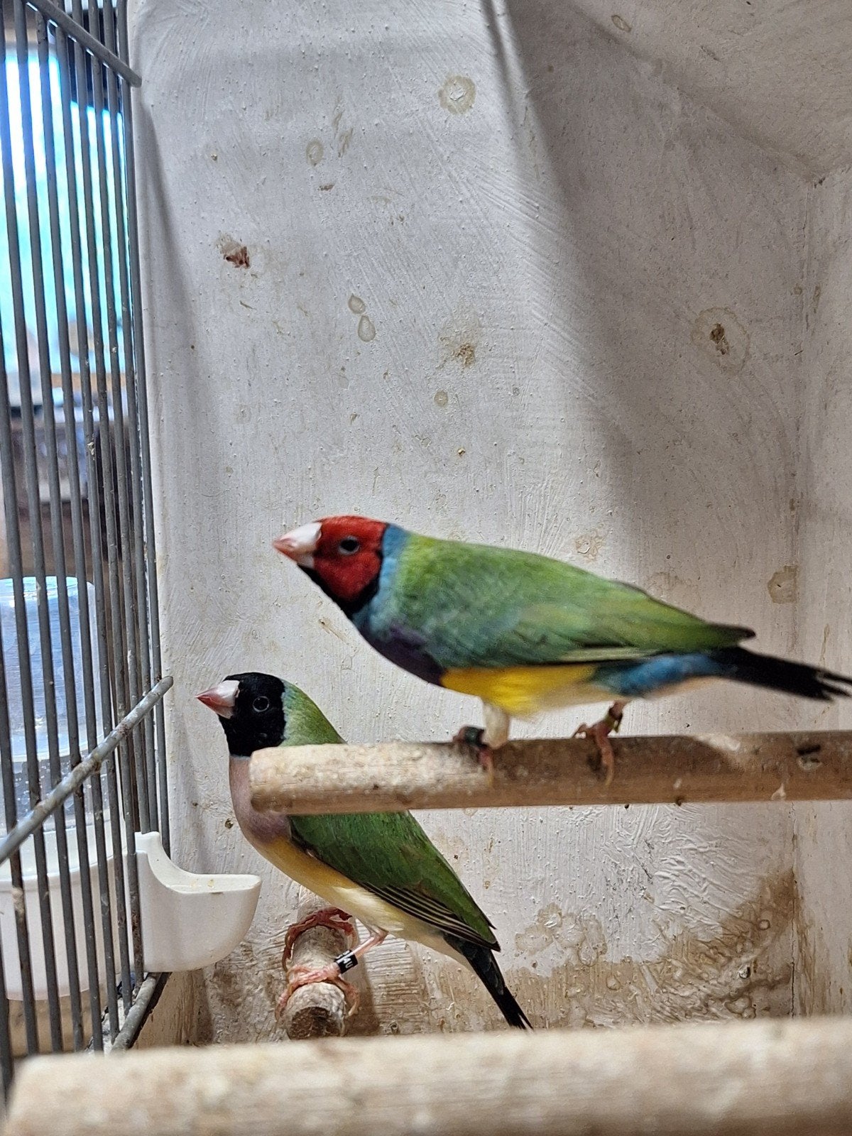 koppel gould amadines, Dieren en Toebehoren, Meerdere dieren, Geringd
