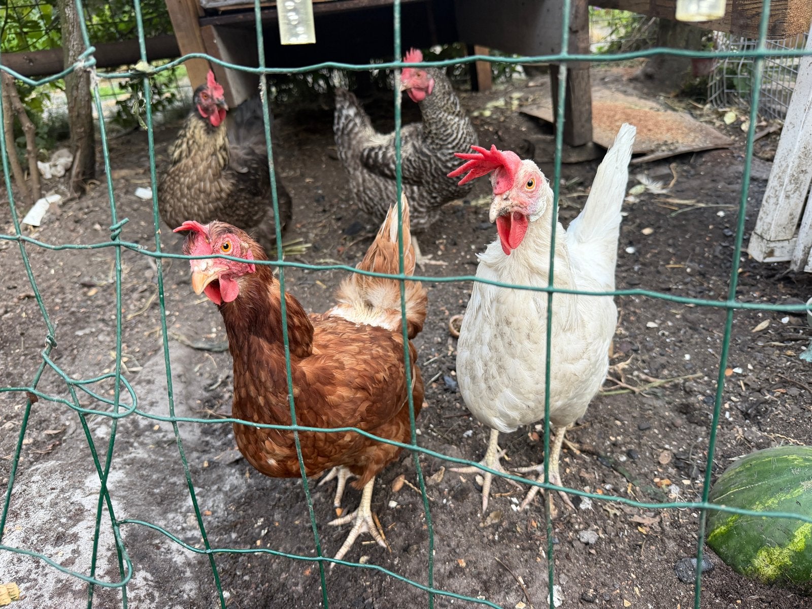 4 kippen, Dieren en Toebehoren, Pluimvee, Vrouwelijk, Kip