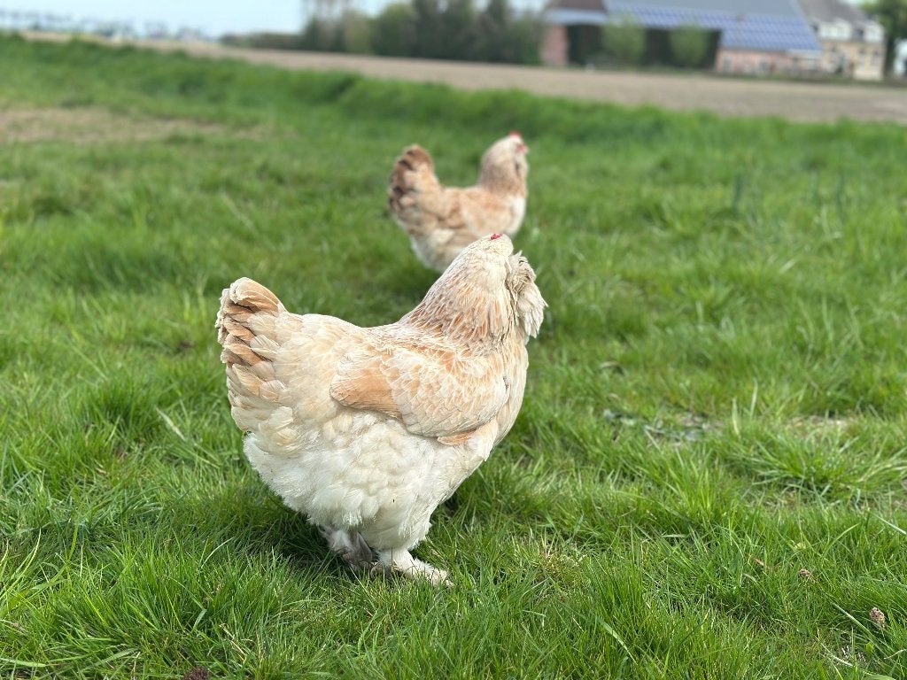 Jonge tamme Faverolles kippen gesekst en ingeënt, Vrouwelijk, Kip