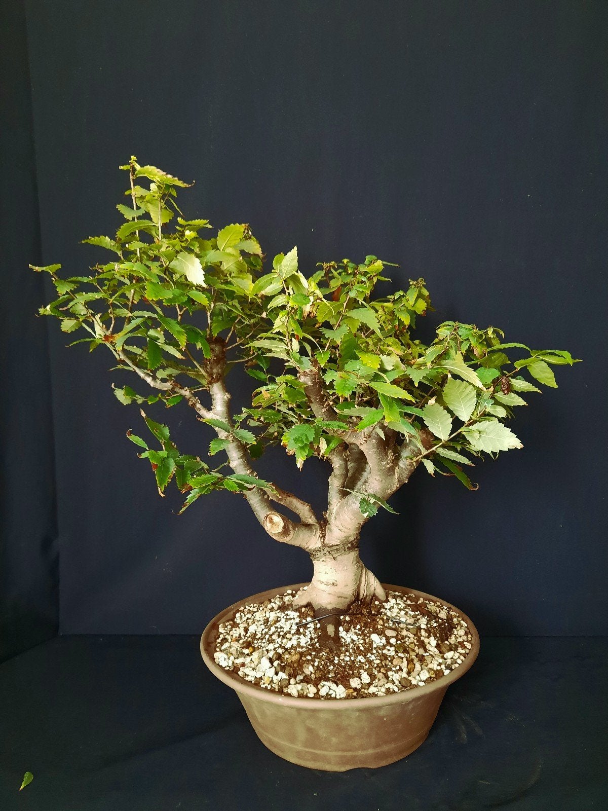 Bonsai zelkova carpinifolia, Tuin en Terras, Ophalen of Verzenden