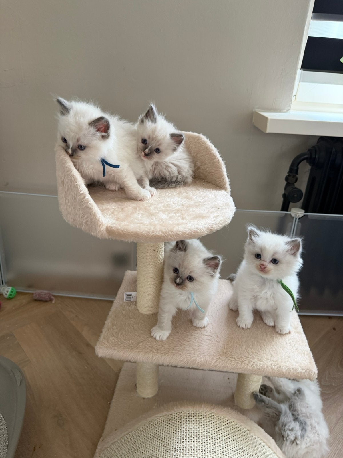 100% Ragdoll pluizenbolletjes zoeken personeel ️, Meerdere dieren, Ontwormd