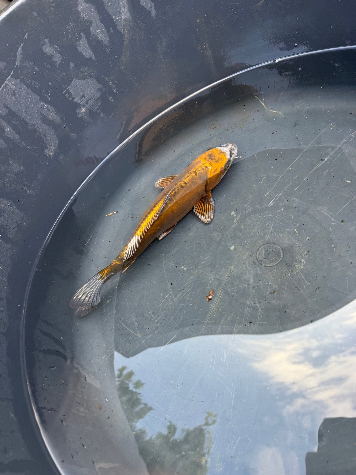 Koi Kin Matsuba, Karper of Koi