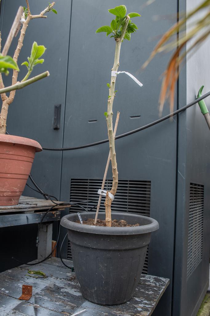Brugmansia Angels Prima Donna 3 jaar oud in grote terraspot, Tuin en Terras, Planten | Tuinplanten, Vaste plant, Overige soorten