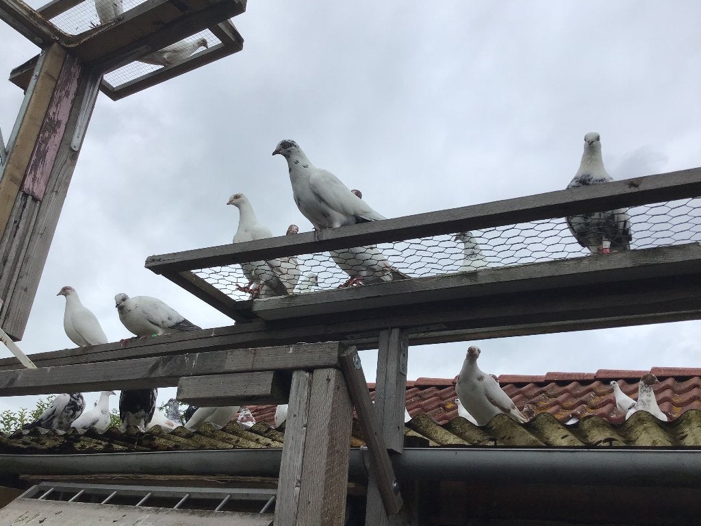 Wener hoogvlieger, Dieren en Toebehoren, Vogels | Duiven, Meerdere dieren, Overige soorten