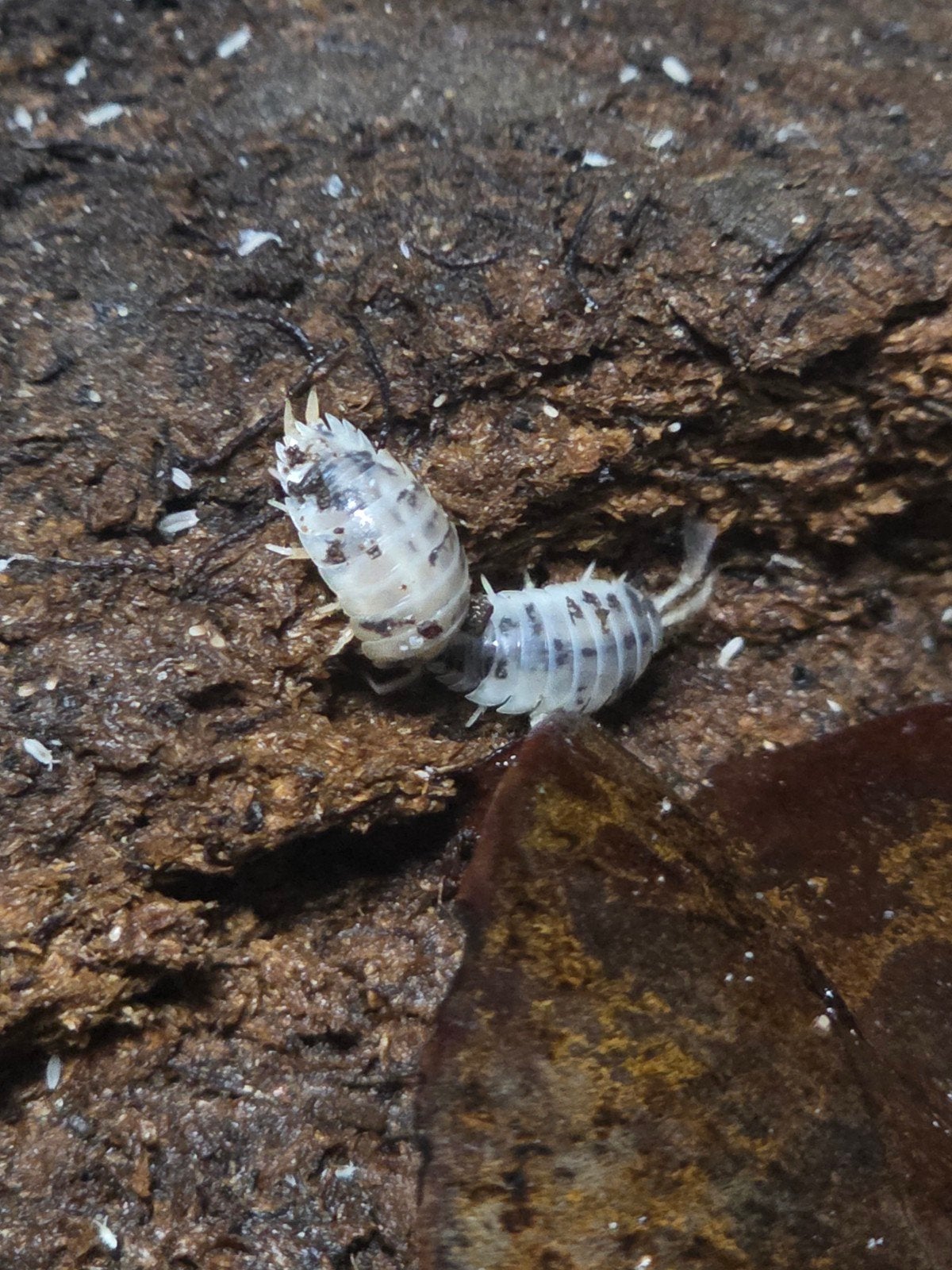 Porcellio laevis "dairy cow" pissenbedden, Overige soorten