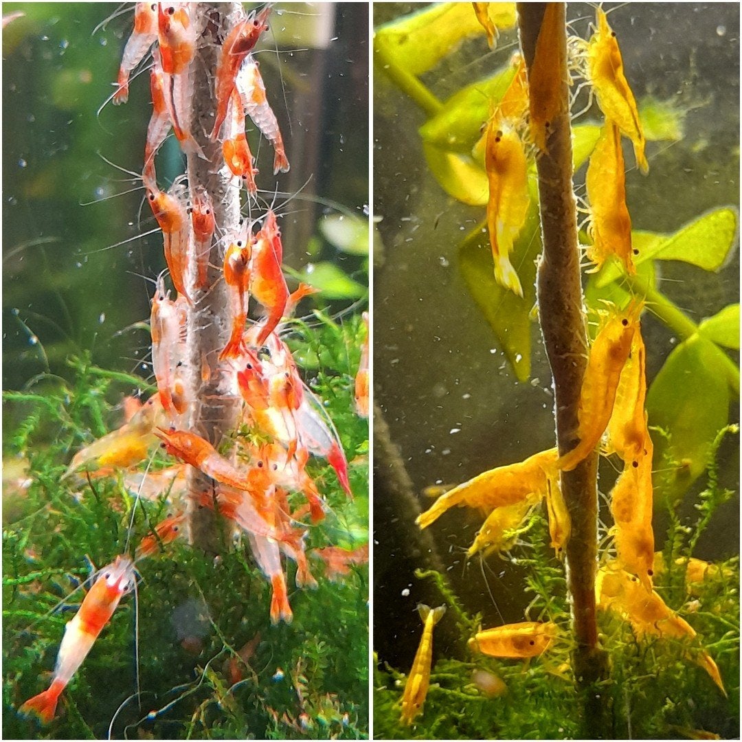 Oranje Rili en intens gele garnalen 15 voor 15 euro, Dieren en Toebehoren, Vissen | Aquariumvissen, Kreeft, Krab of Garnaal