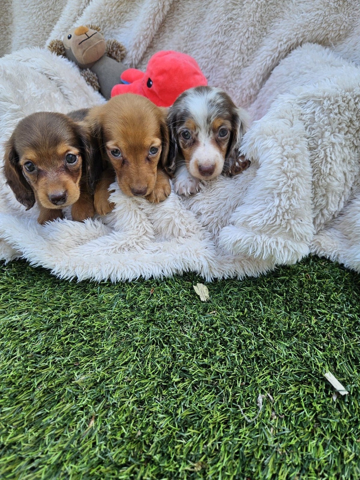 langharige dwerg teckel pups langhaar dwergteckel pups, Dieren en Toebehoren, Honden | Teckels en Dashonden, 8 tot 15 weken, Dwerg