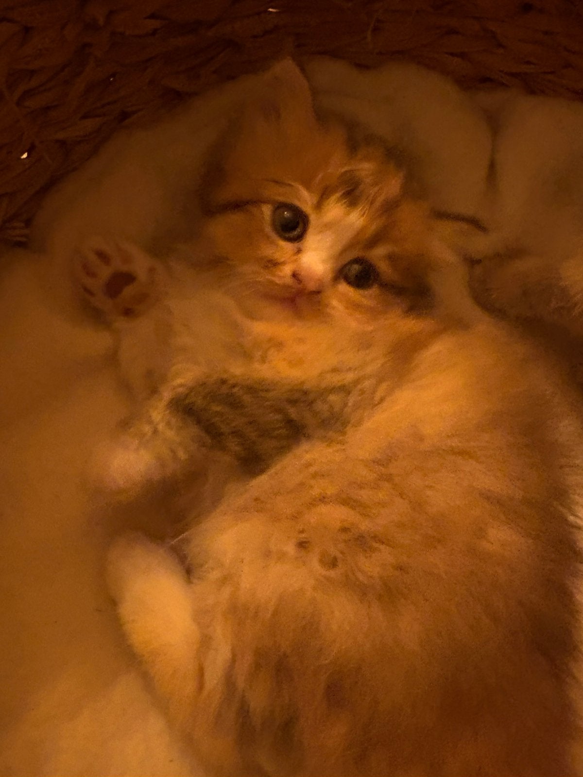 Prachtige Britse korthaar kittens, nog 1 kater beschikbaar!, Poes, Ontwormd