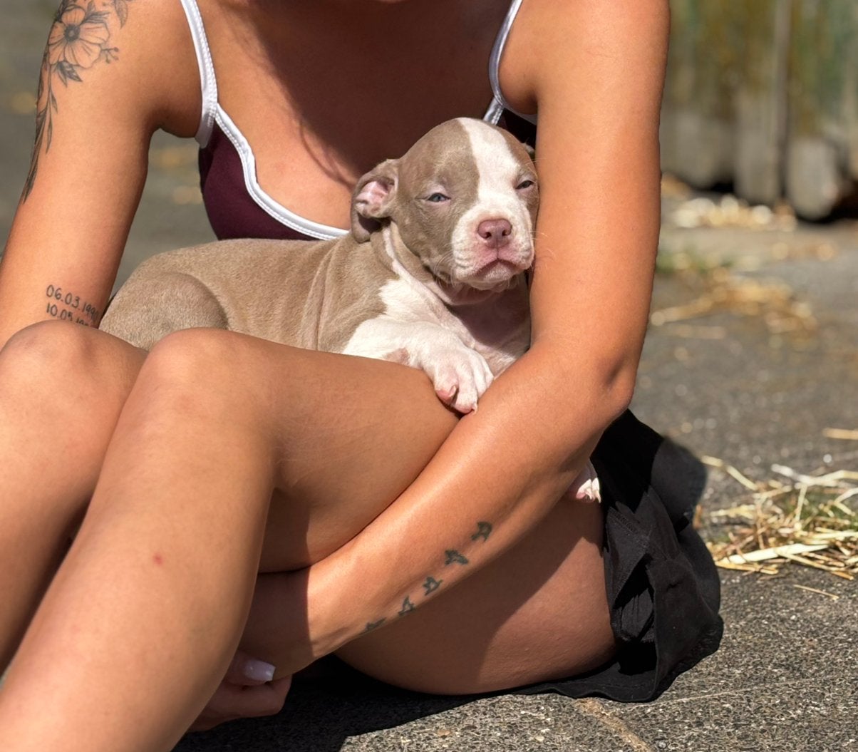 American bully teefje zoekt nieuw huisje, Dieren en Toebehoren, Honden | Bulldogs, Pinschers en Molossers, 8 tot 15 weken, Teef