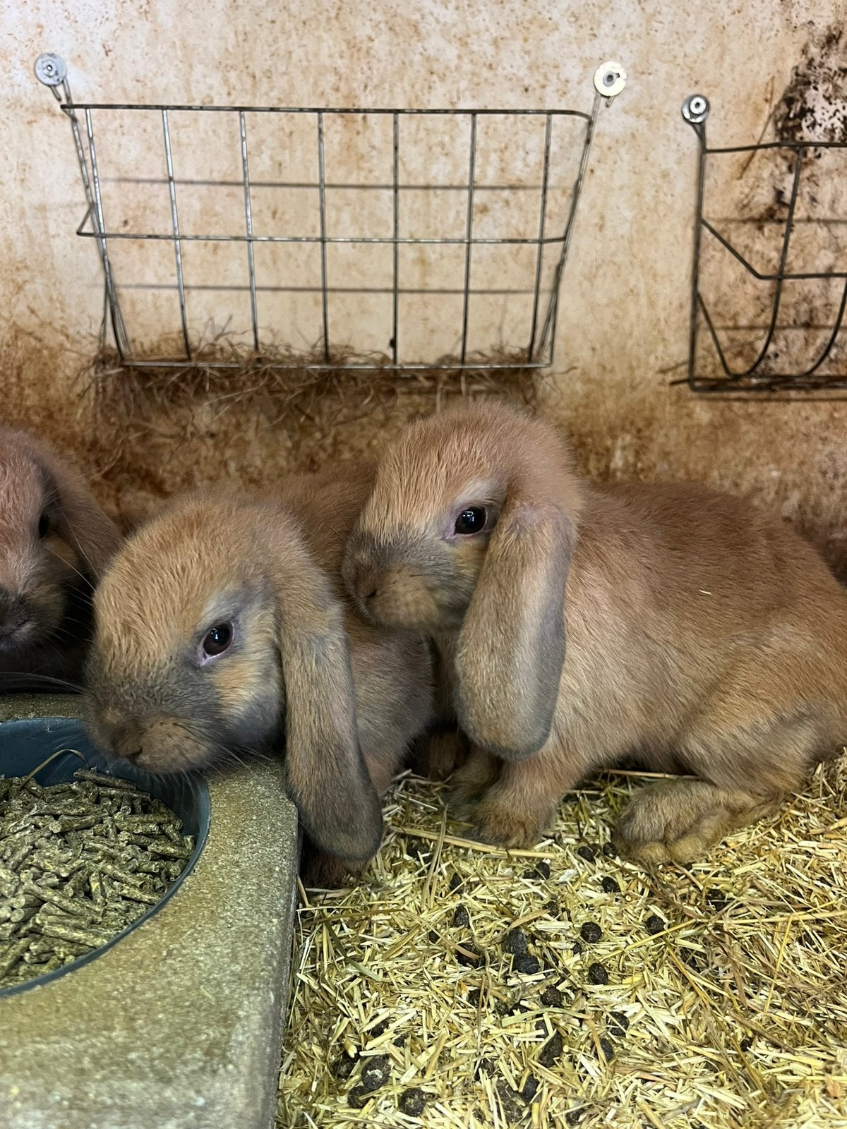 Hangoor konijntje, Meerdere dieren, Dwerg, Hangoor