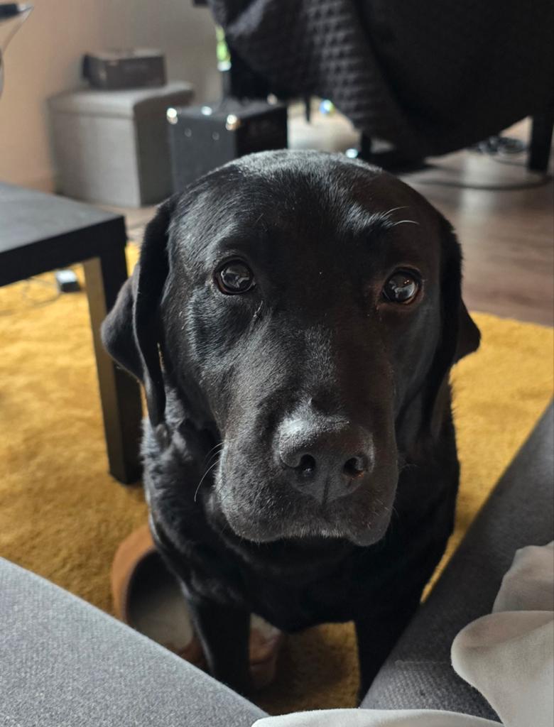 Lieve Ella zoekt een warm nieuw huis., 6 jaar of ouder, Teef, Labrador retriever, Parvo