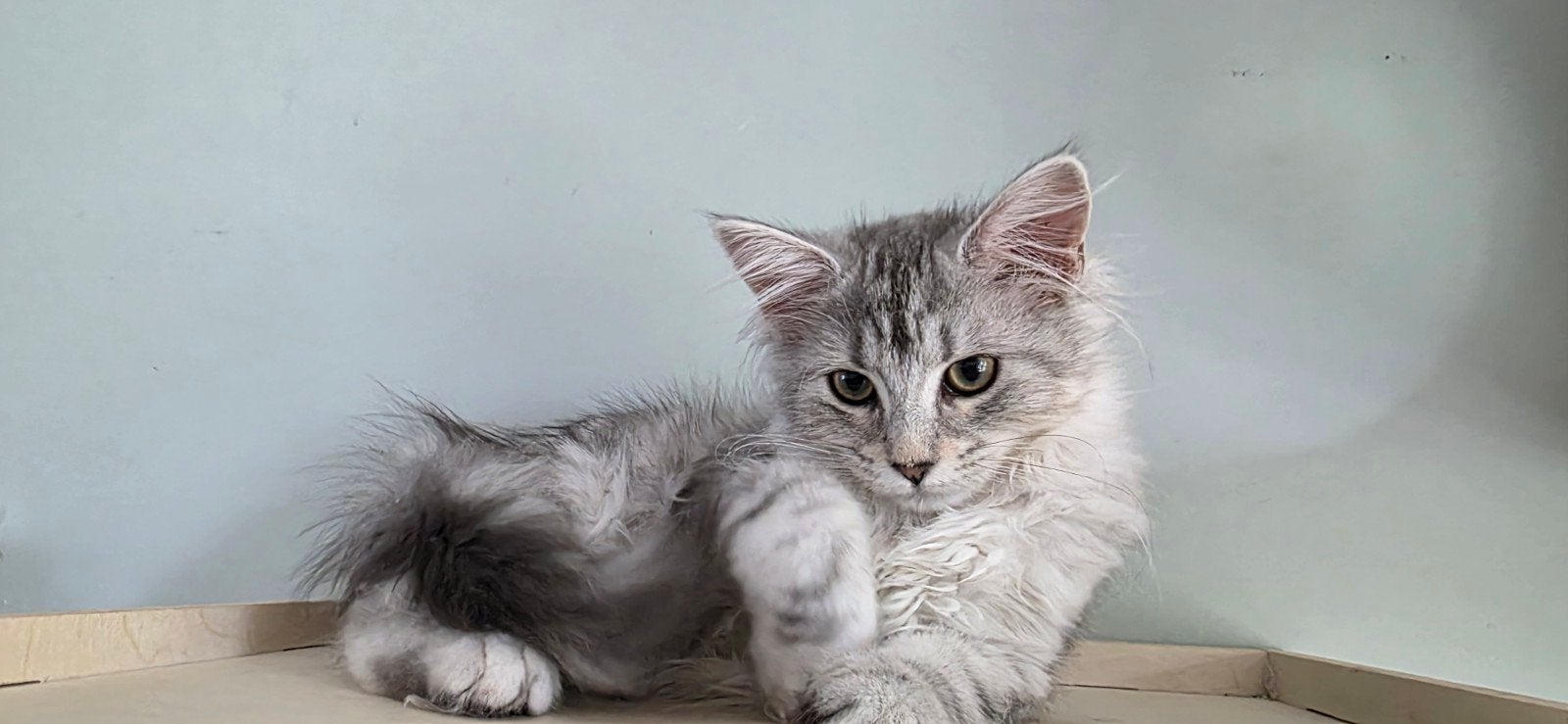 Maine Coon kittens met stamboom, chip, ouders getest, Dieren en Toebehoren, Katten en Kittens | Raskatten | Langhaar, Meerdere dieren