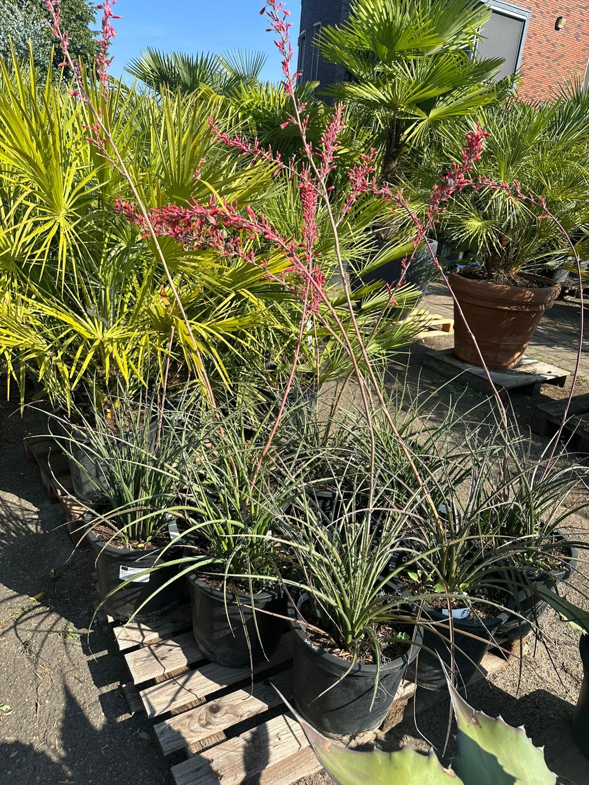 50% korting AANBIEDING, Tuin en Terras, Ophalen, Overige soorten, Volle zon
