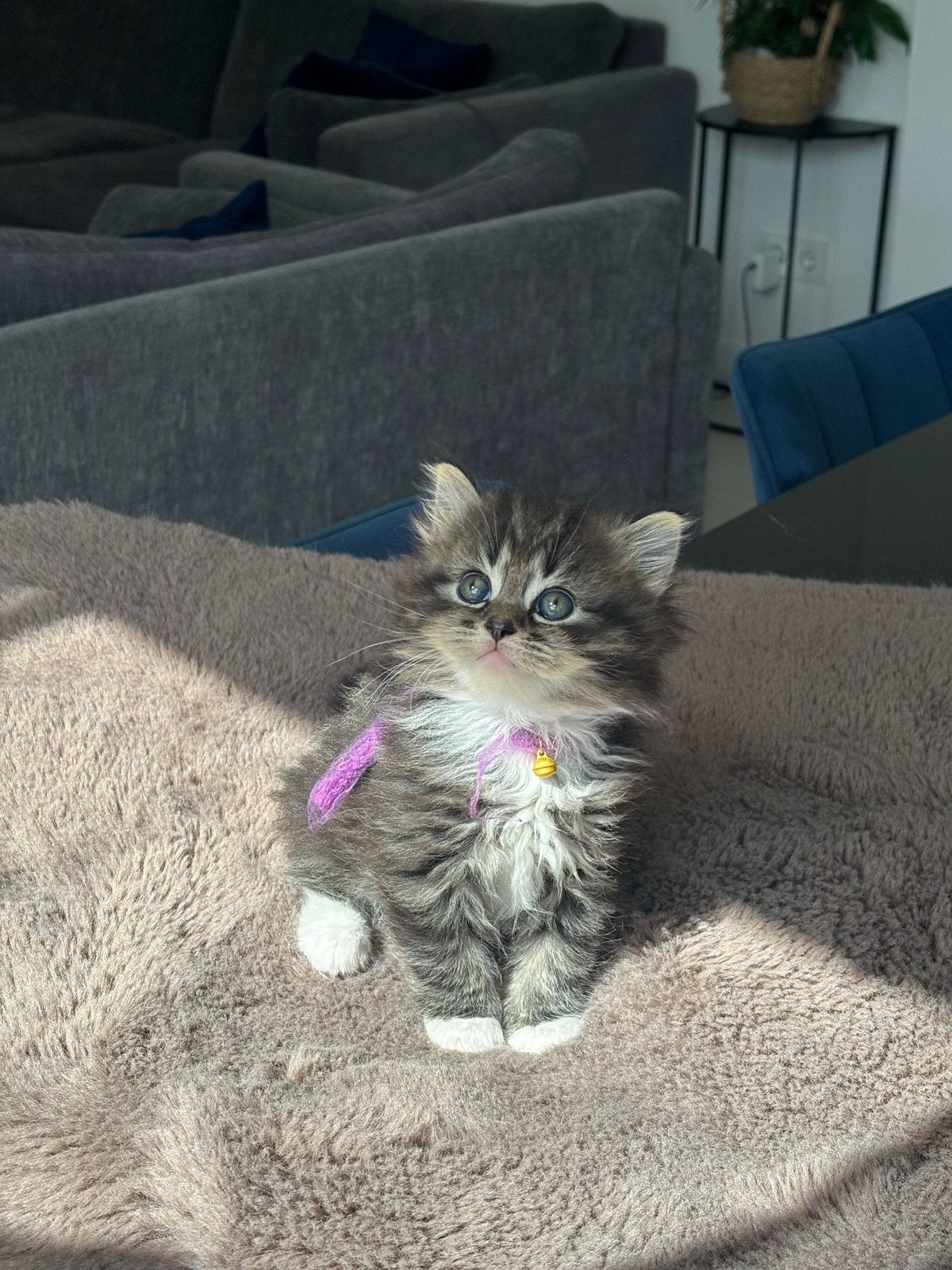 Onze 6 prachtige half Britse korthaar kittens, Dieren en Toebehoren, Katten en Kittens | Overige Katten, Meerdere dieren